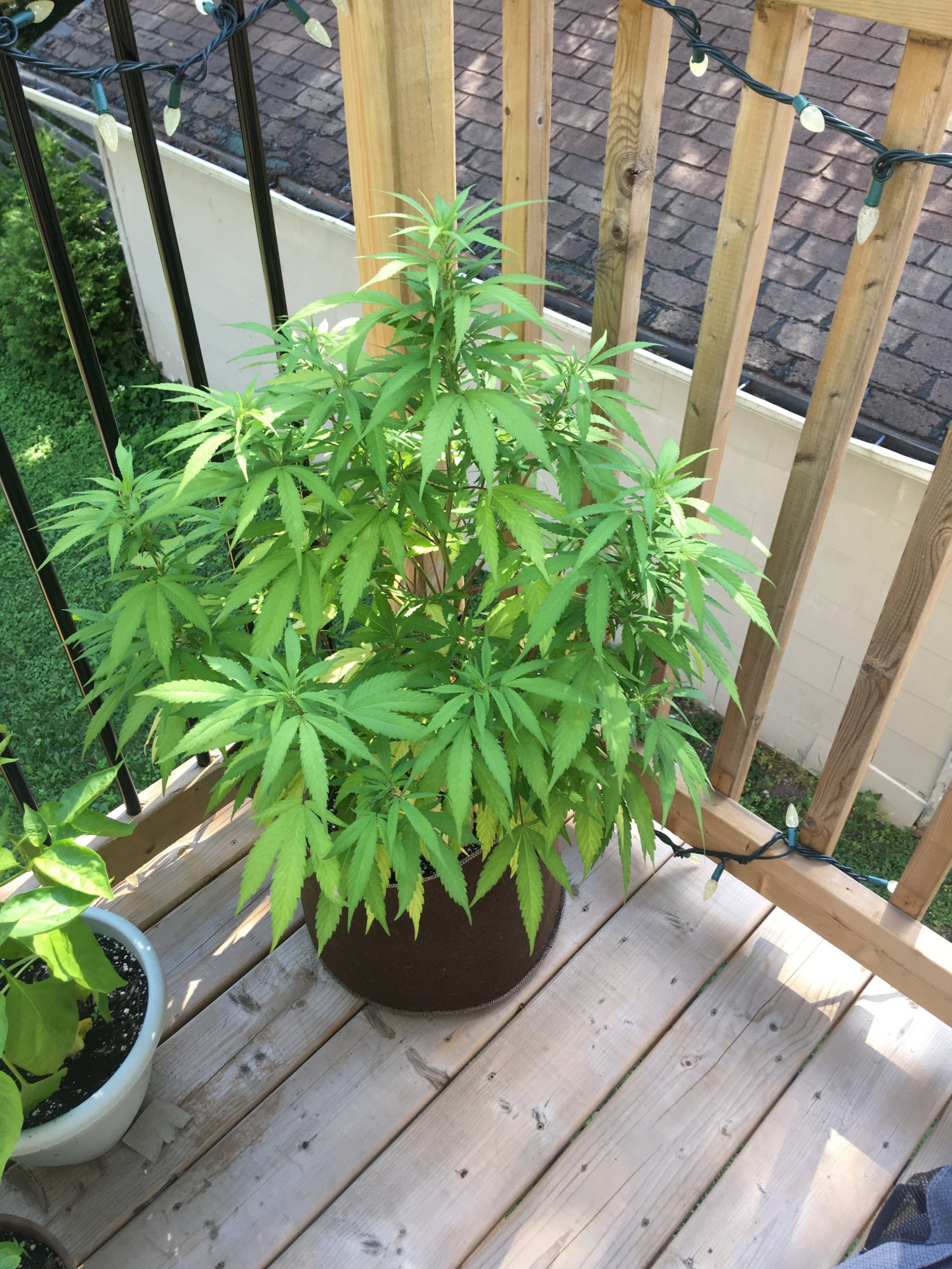 Troubleshooting slow flowering and yellow leaves on outdoor purple kush clone 3