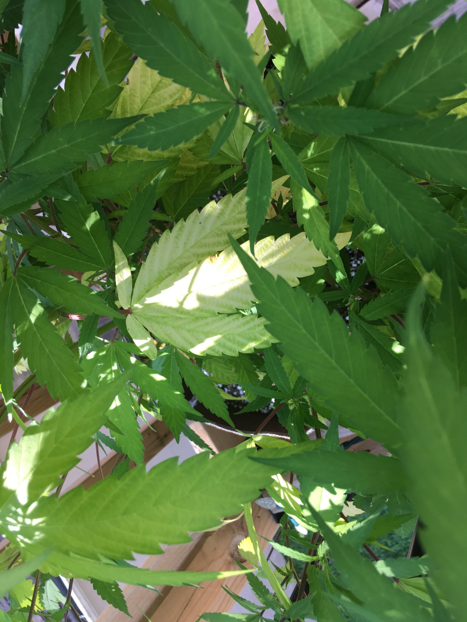 Troubleshooting slow flowering and yellow leaves on outdoor purple kush clone 4