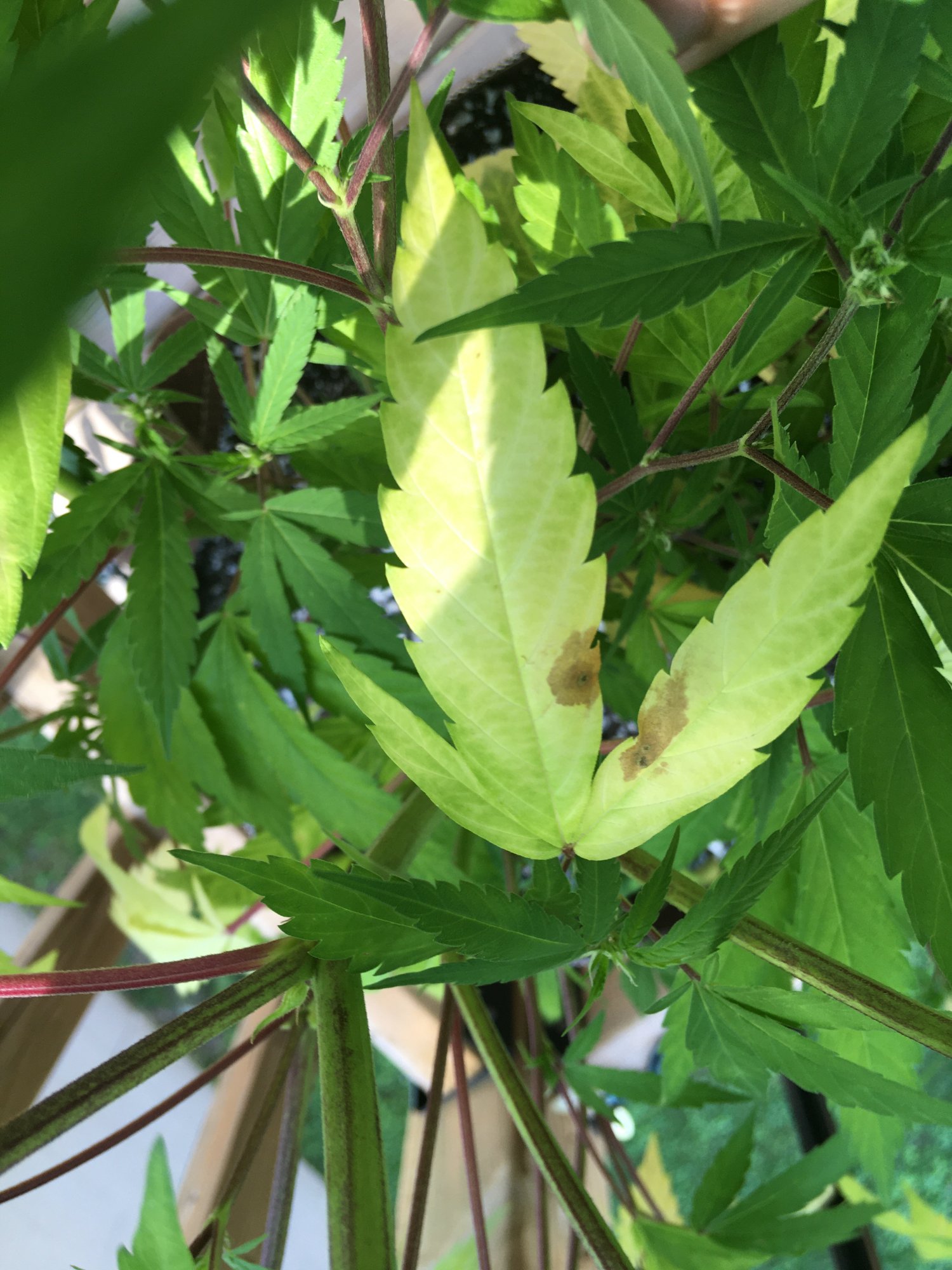 Troubleshooting slow flowering and yellow leaves on outdoor purple kush clone 5