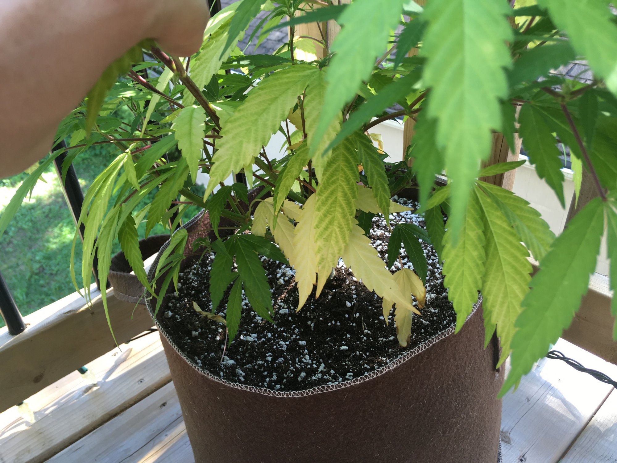 Troubleshooting slow flowering and yellow leaves on outdoor purple kush clone