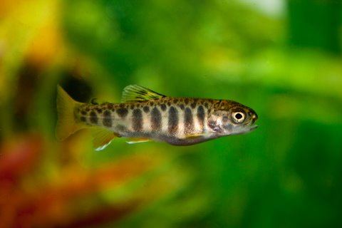 Trout fry