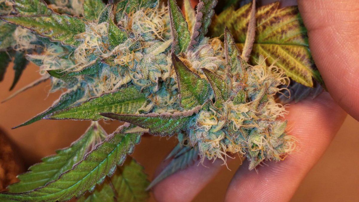 Tru og x gsc 3