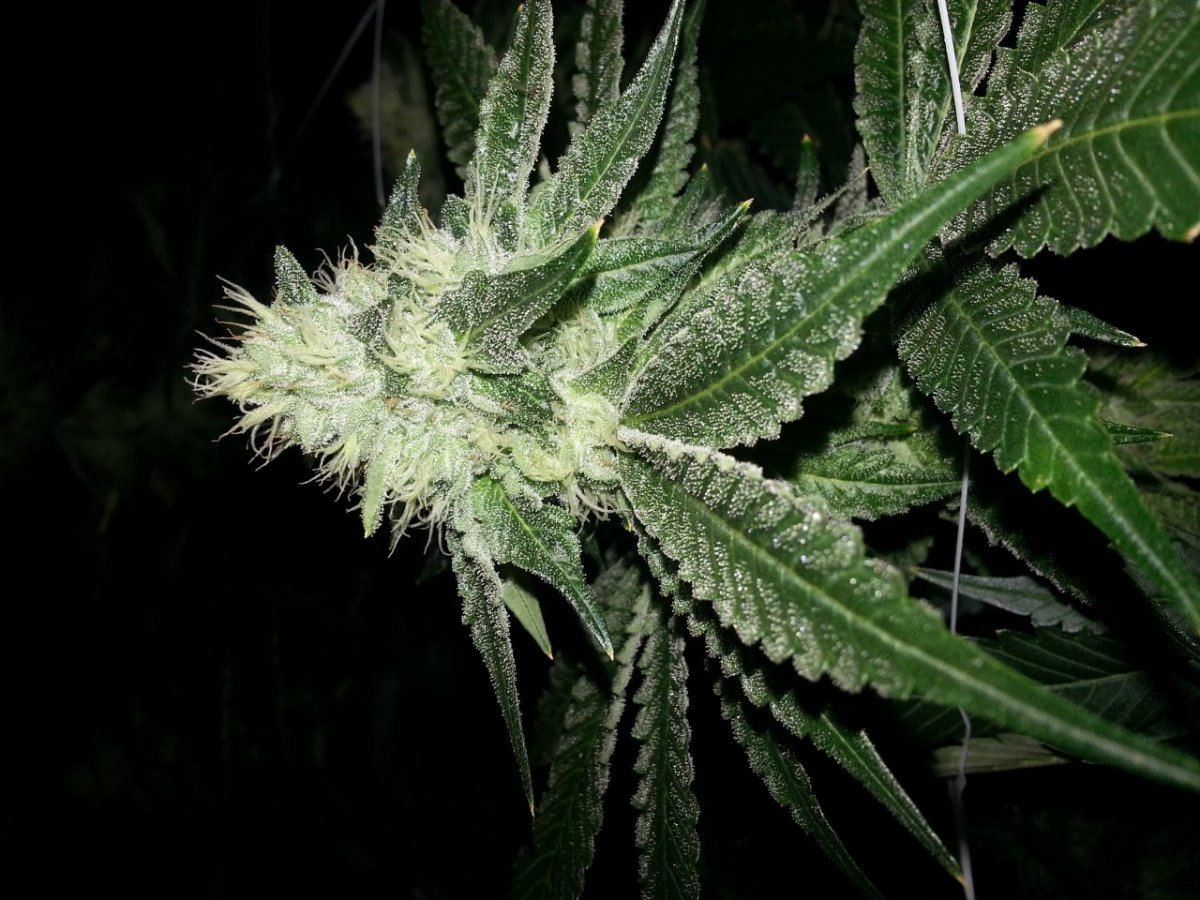 Truckee og FI 