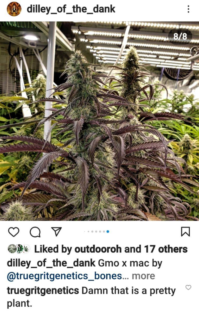 True grits genetics  gmo x mac fems 4