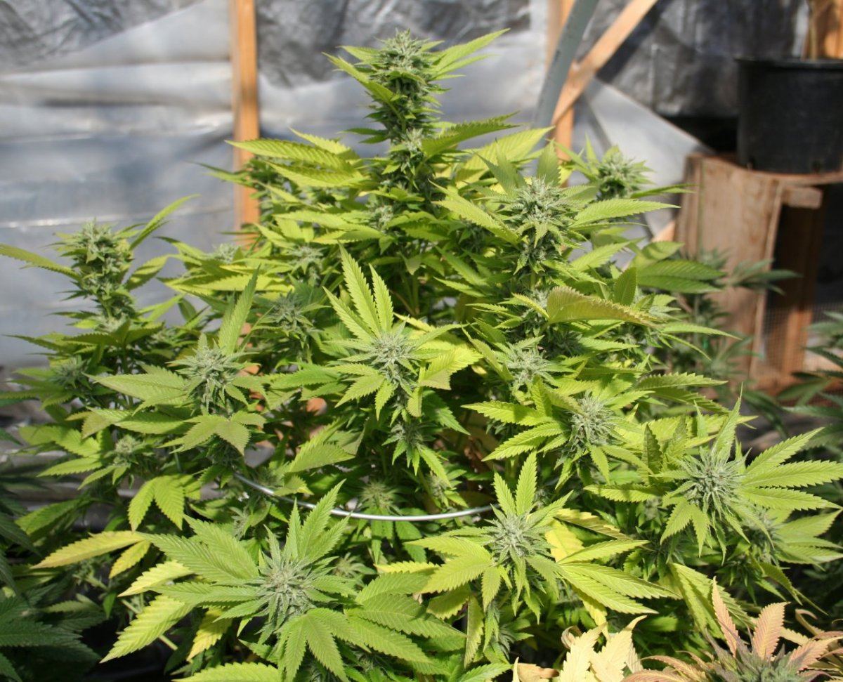TrueOG317