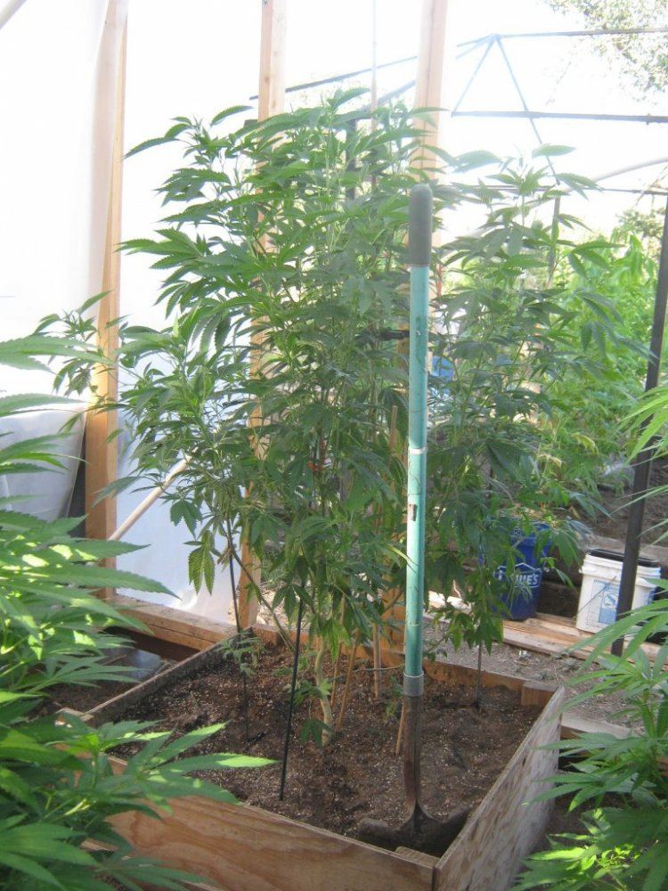 Trueog525