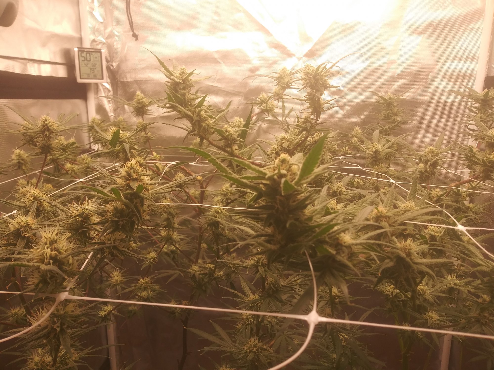 Truffle butter growing nicely under new light