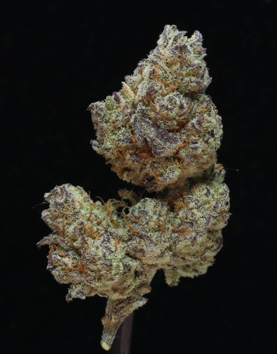 TruffleTreat