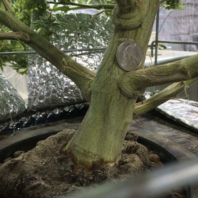 Trunk