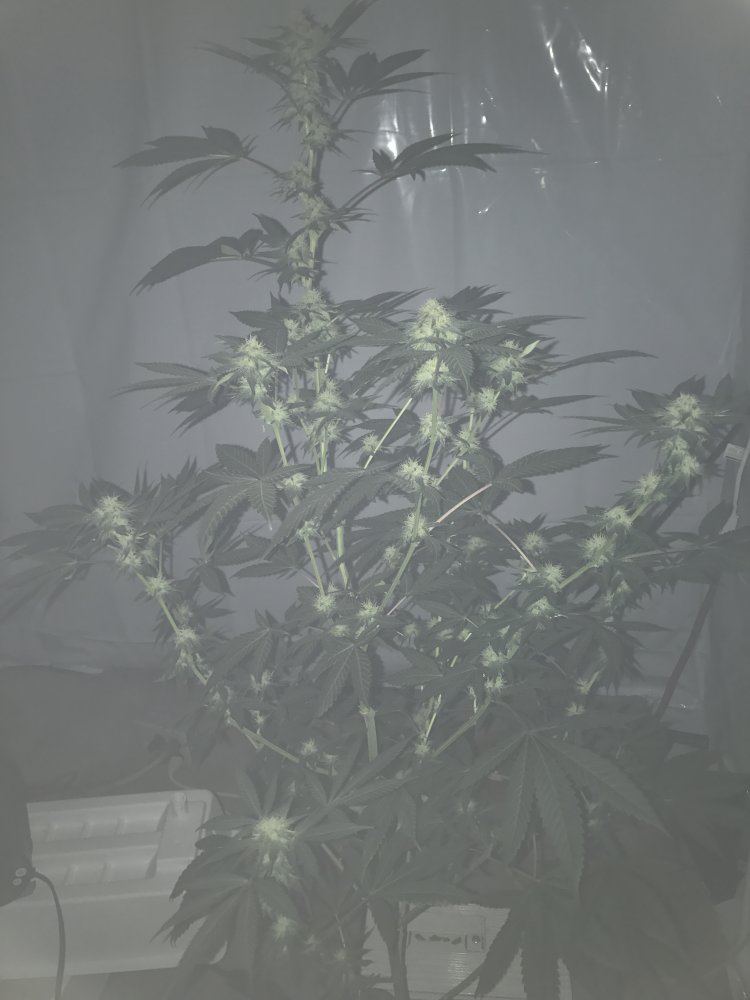 Trying a perpetual grow help aprecciated 4