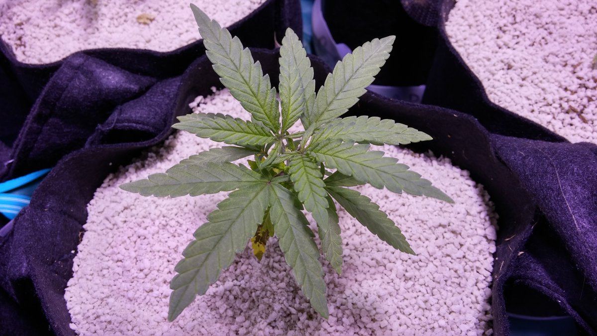 Trying cycos coco pearlpearl 4