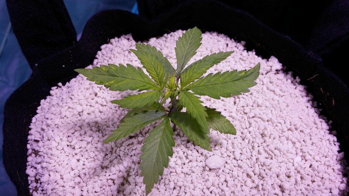 Trying cycos coco pearlpearl 6