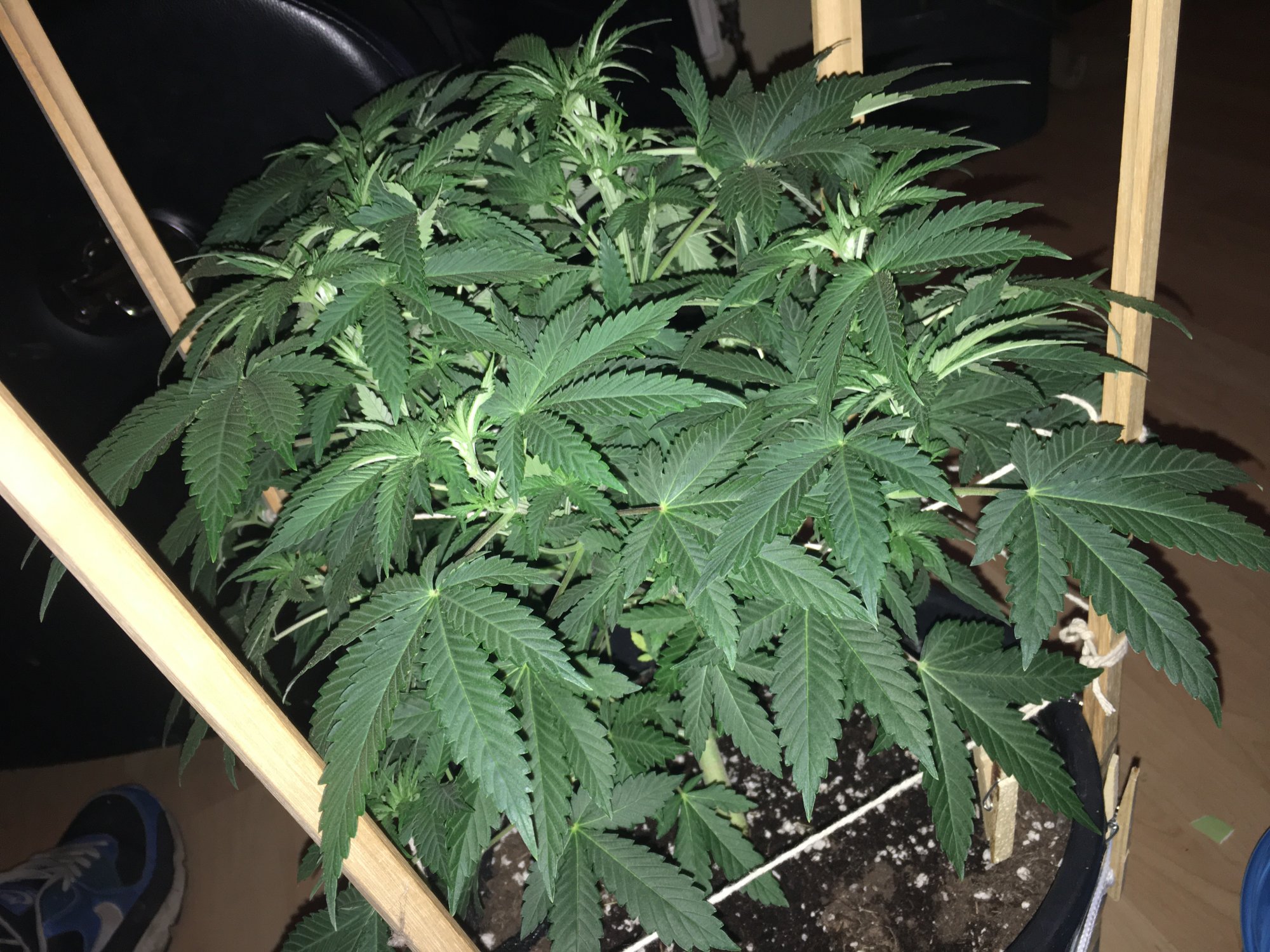 Trying lst for frist time 5