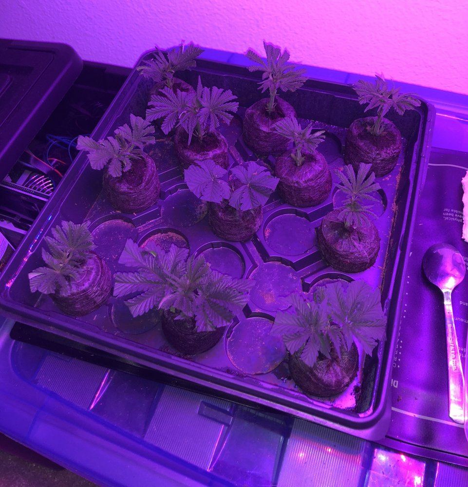 Trying to clone from 1st grow