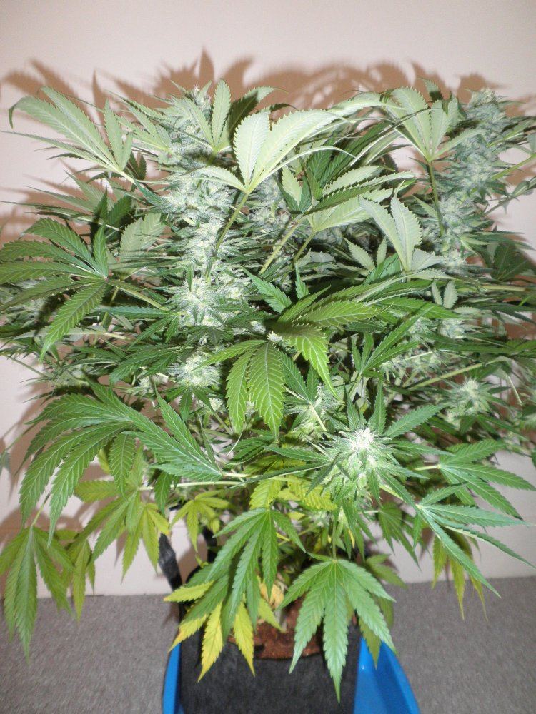 Ts44 full