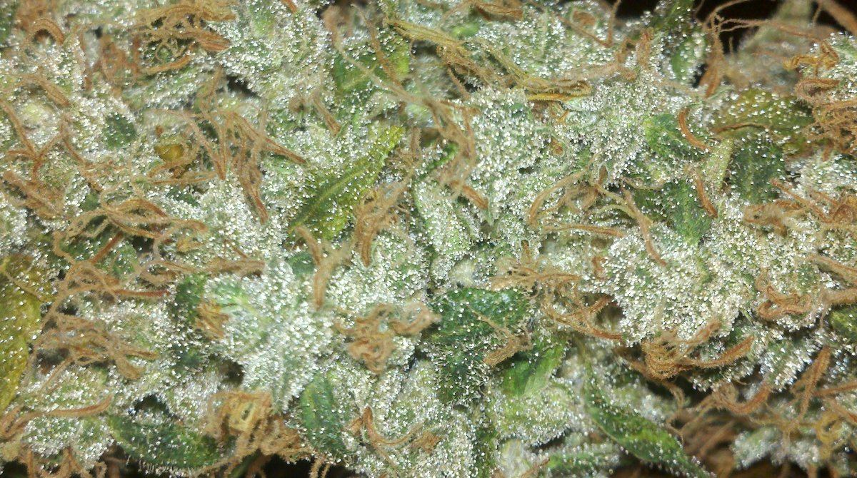 Tsd4bharvest