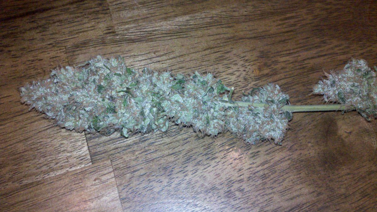 Tsd5bharvest
