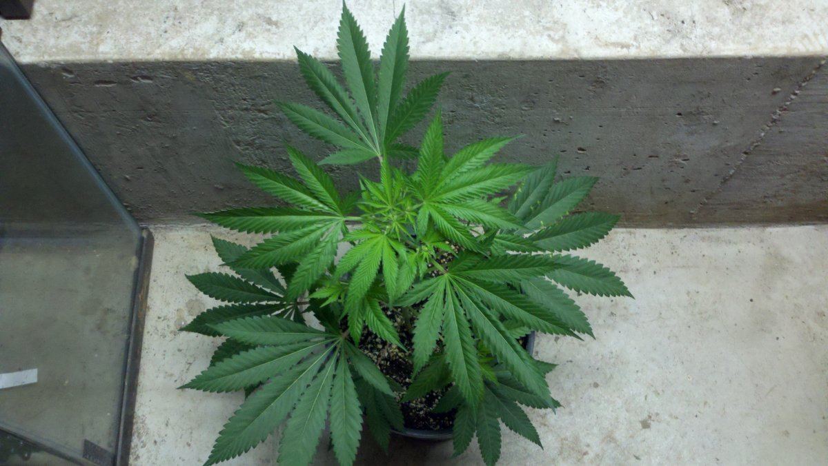 Tsdm1b