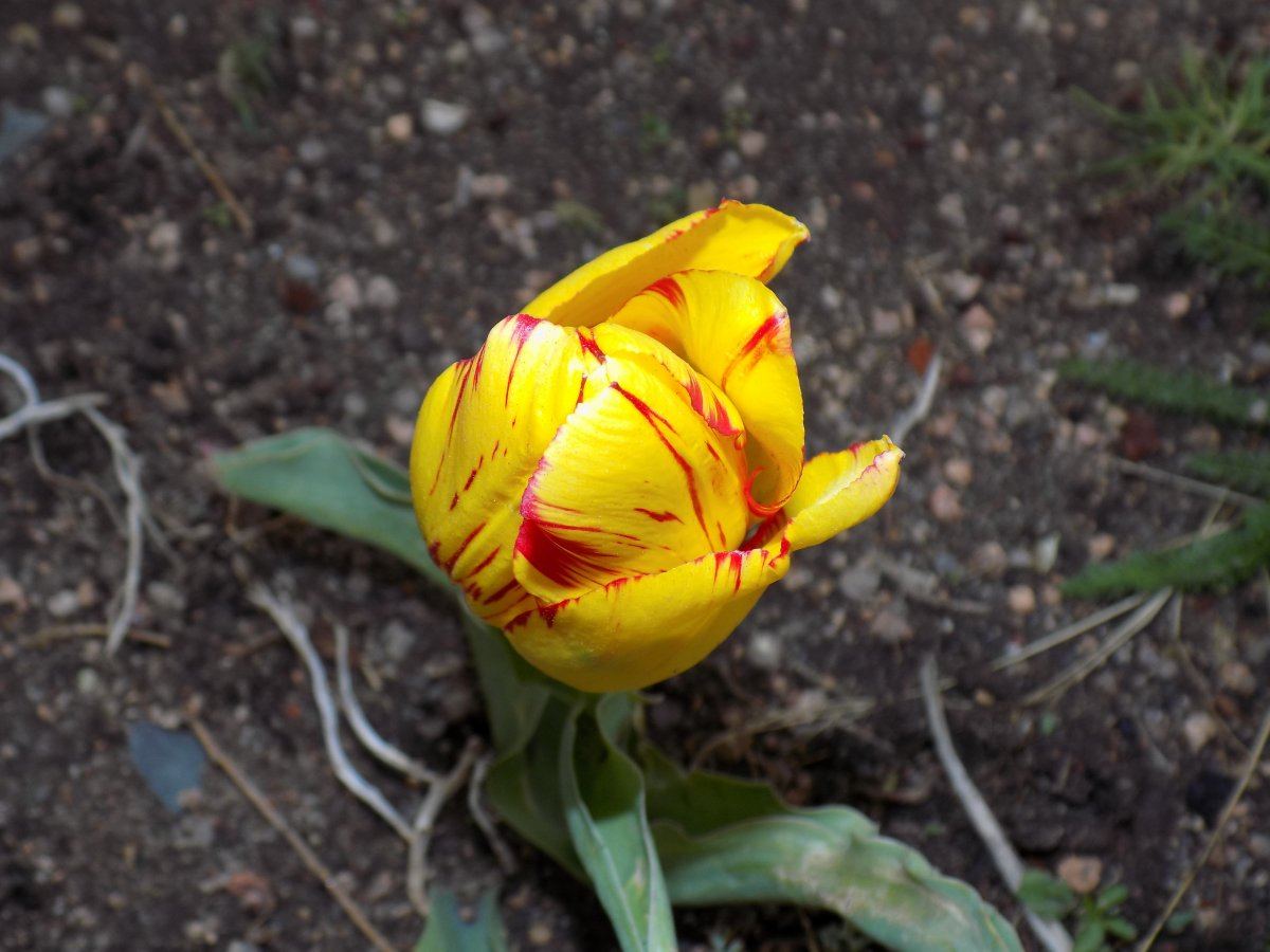 Tulip 1