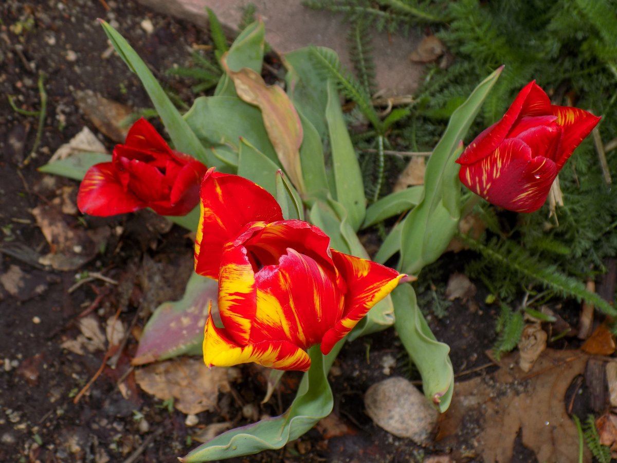 Tulip 3