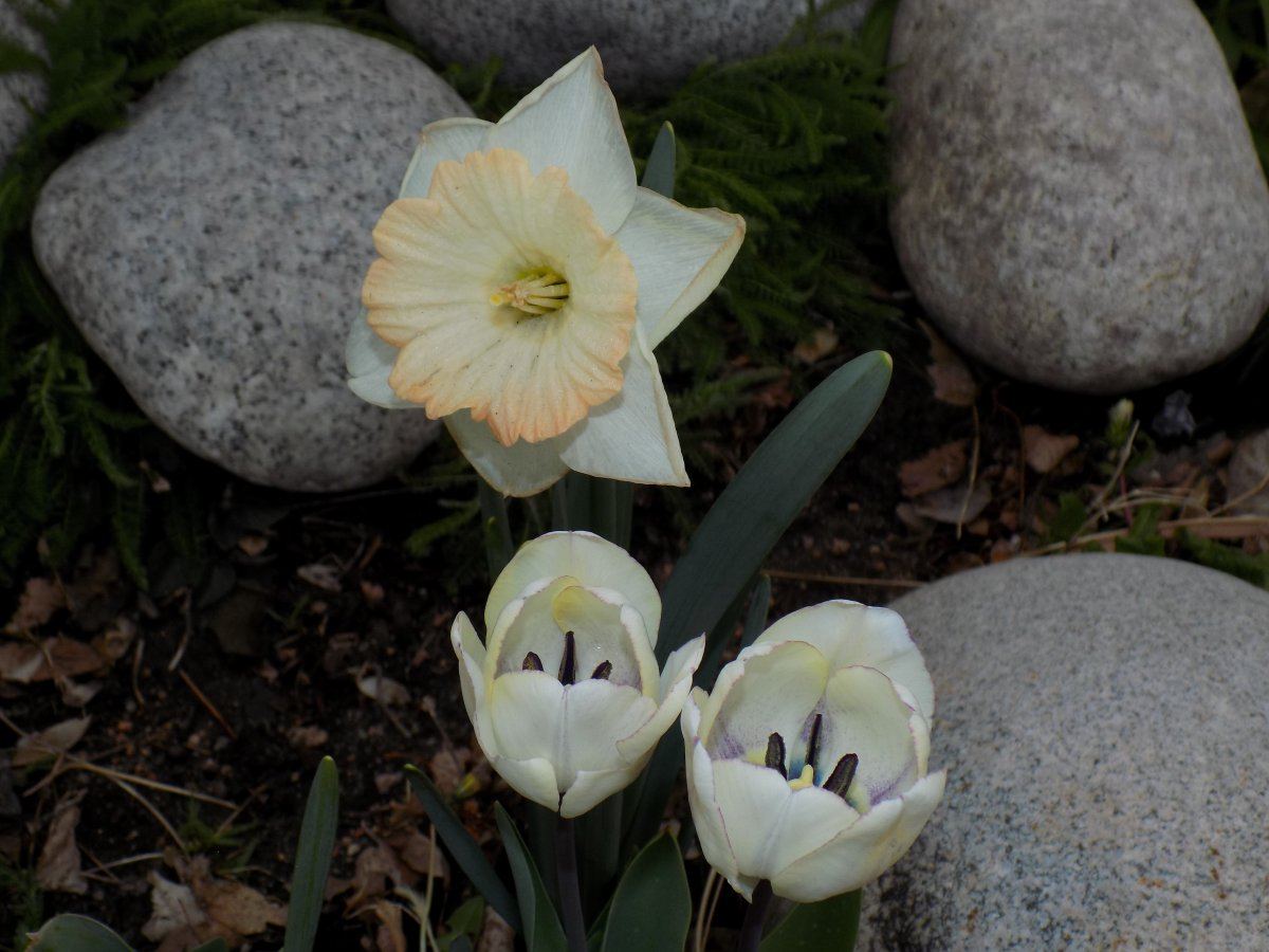 Tulip 4