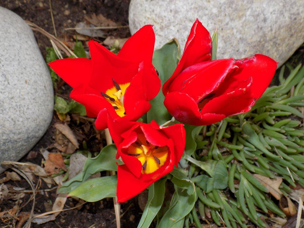 Tulip 5