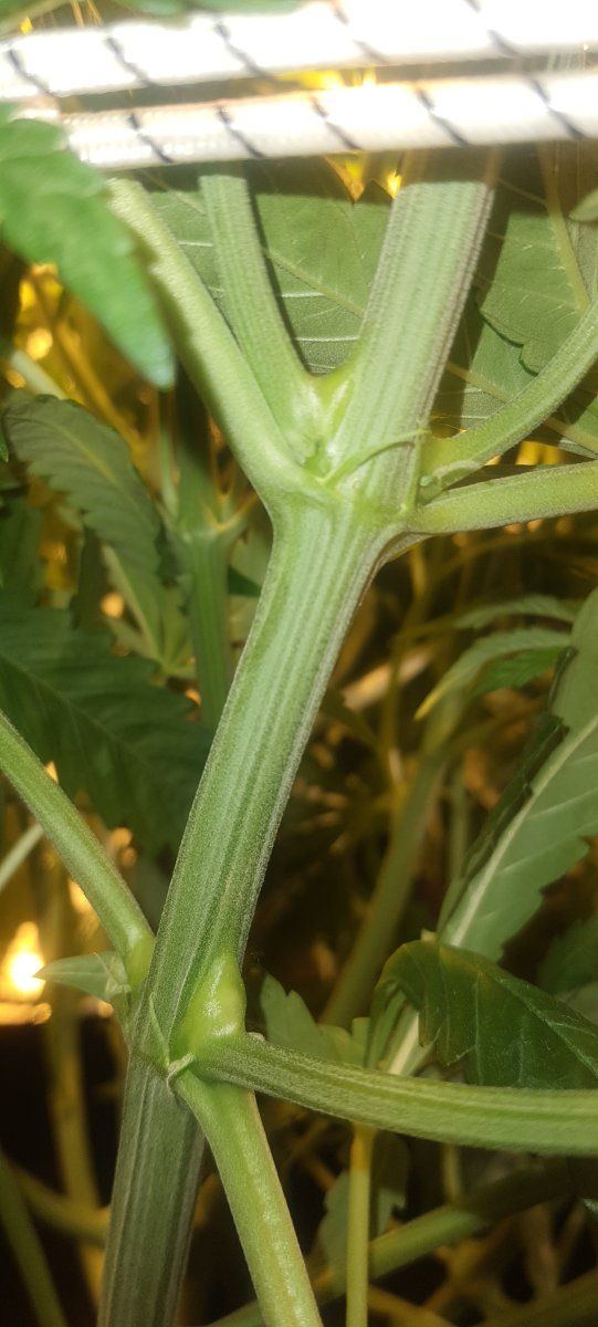 Turbo plant started to flower in veg problem 3