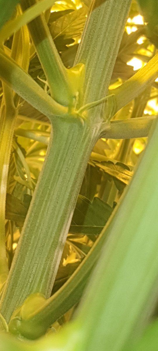 Turbo plant started to flower in veg problem 5