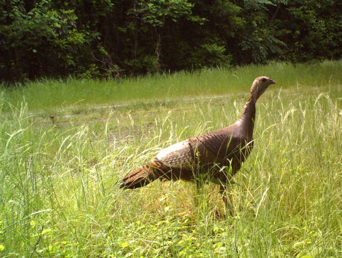 Turkey