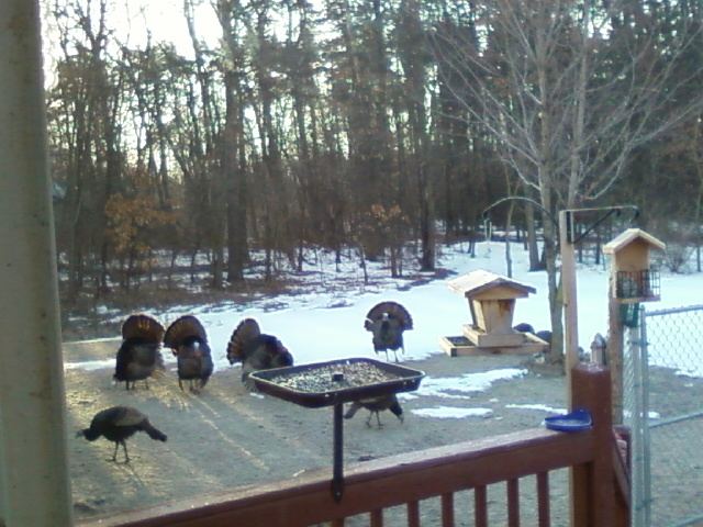 Turkey strut