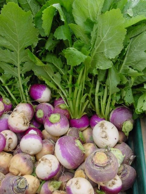 Turnip2