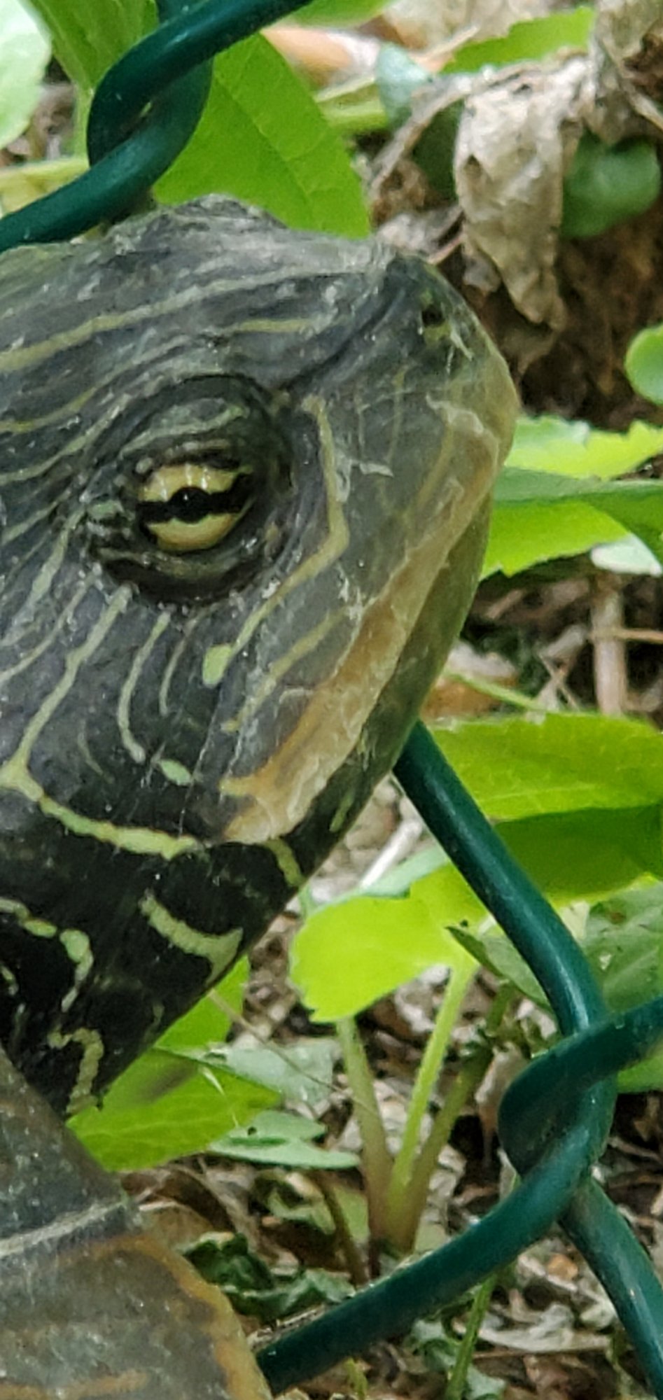 Turtle buddy