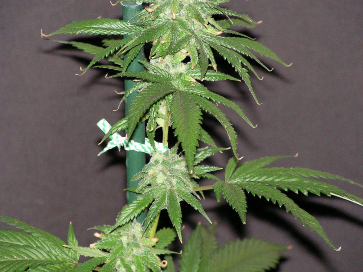 Tw   acookies 4