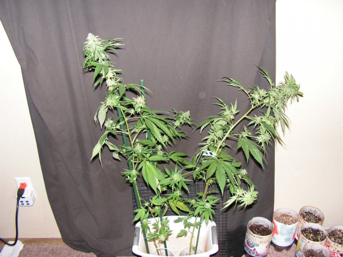 Tw   ban kush 2