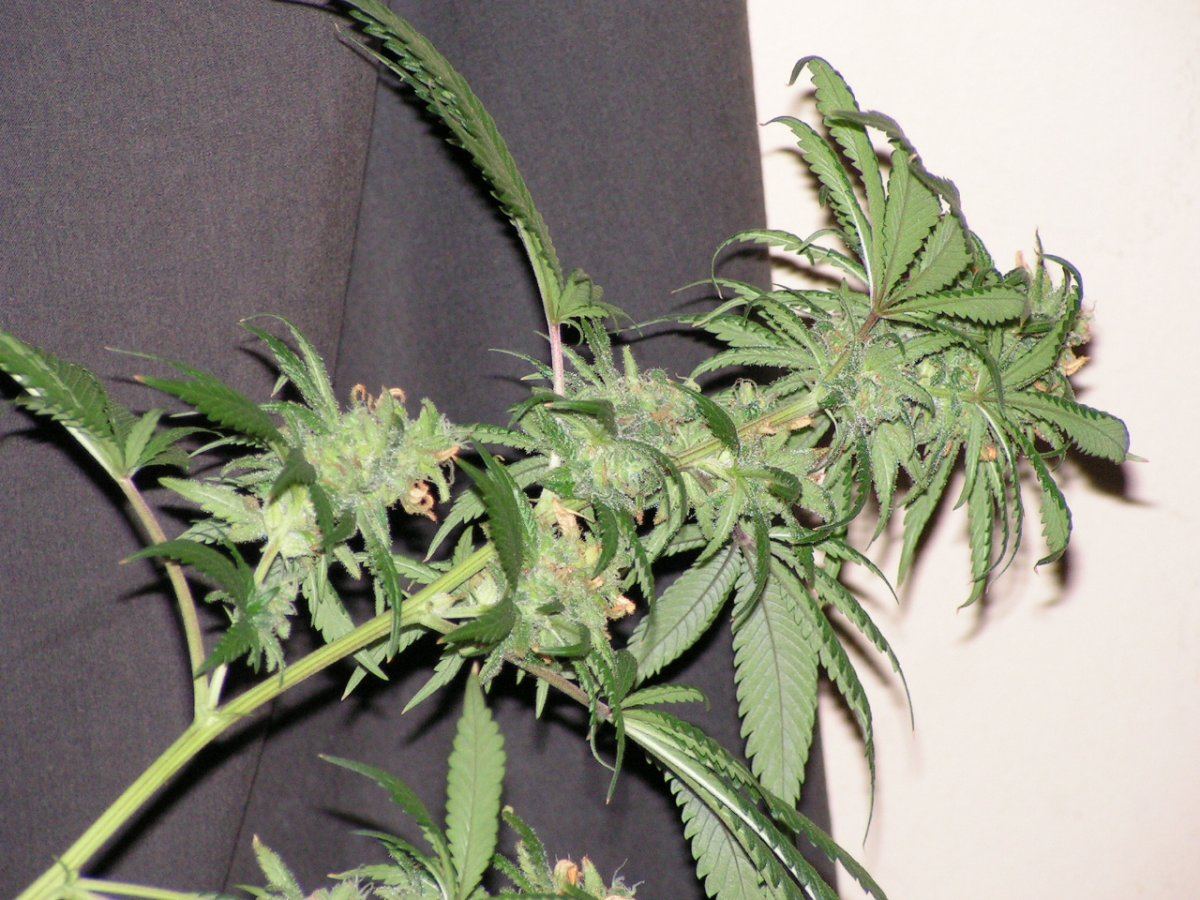 Tw   ban kush 3