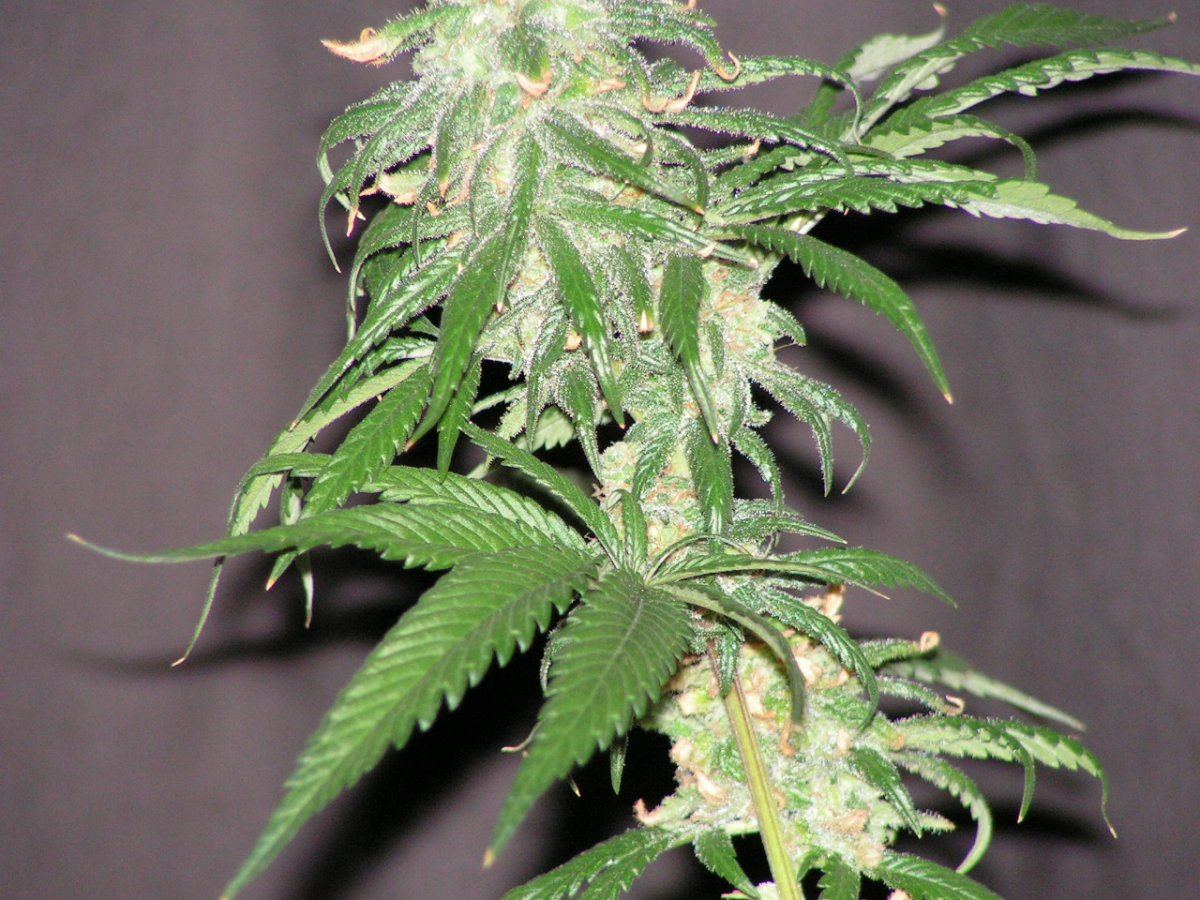 Tw   ban kush 4