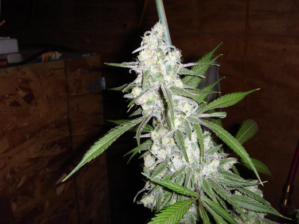 TW BMS 2