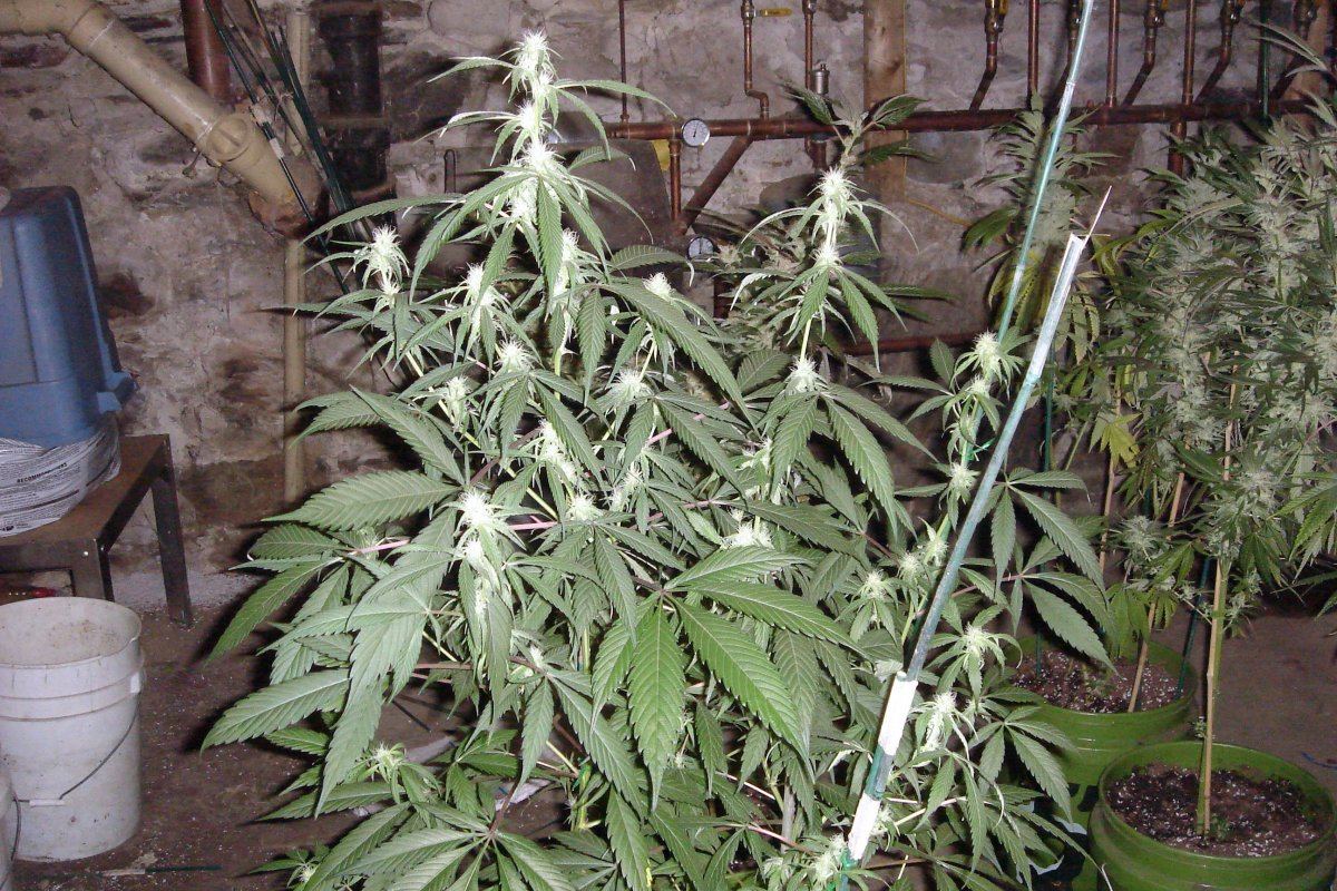 TW BMS VEG