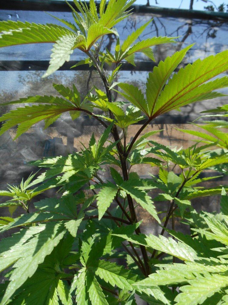 Twblackstems61