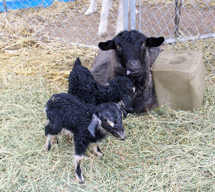 Twingoats