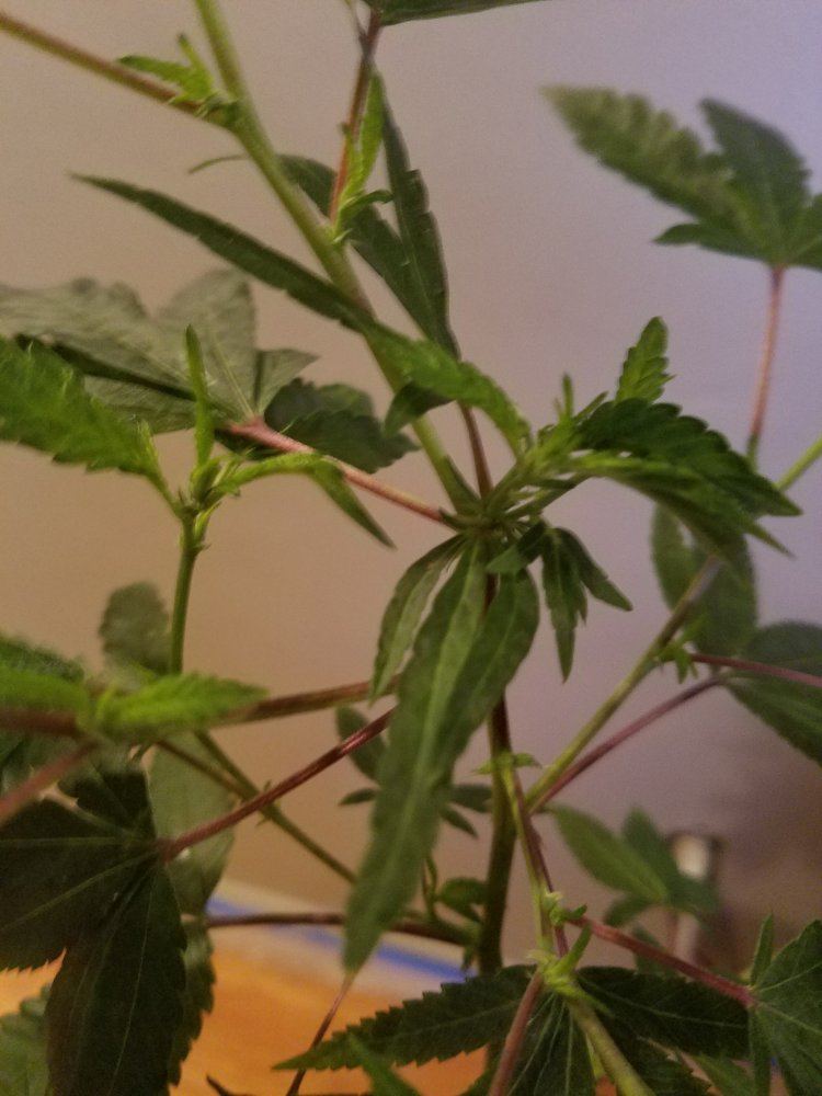 Twisted and deformed new growthpossible autoflowering or dud 3