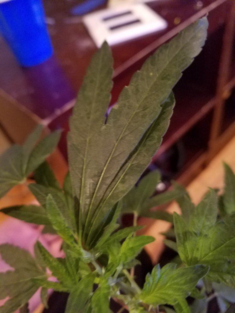 Twisted and deformed new growthpossible autoflowering or dud 4