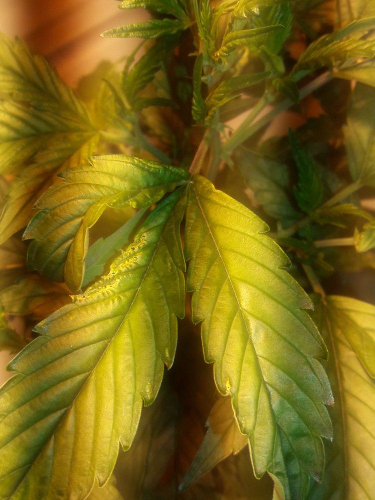 Twisted and yellowing leaves in aeroponics