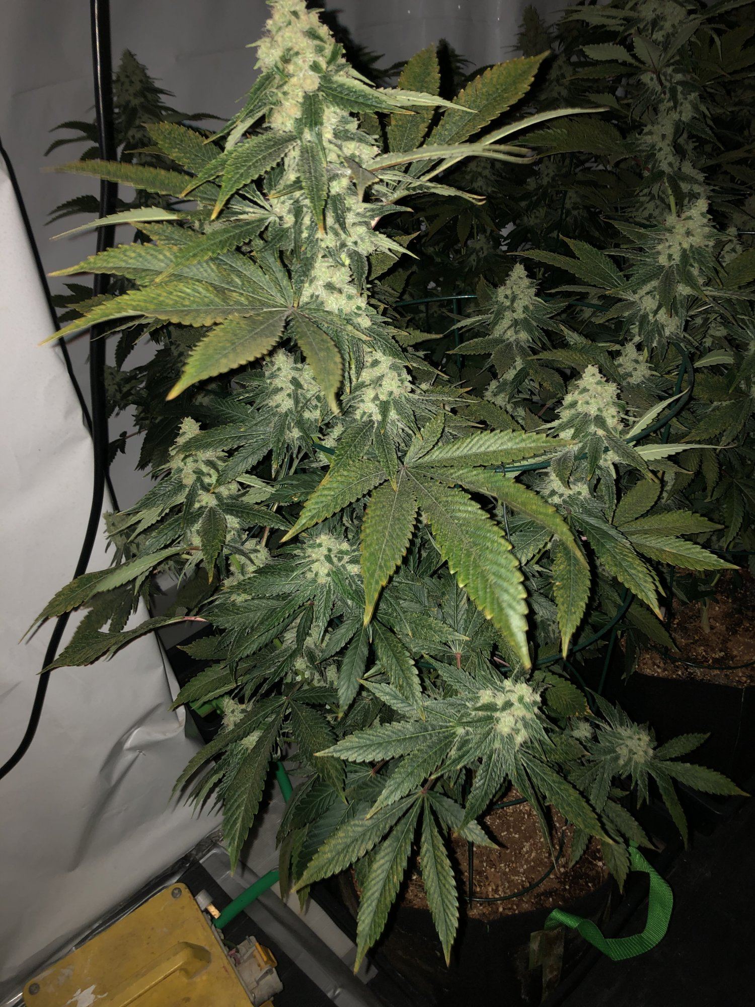 Twisted curling new growth at various stages 2