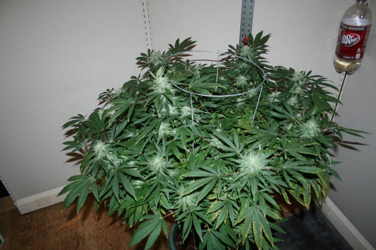 Twisted Fruit 3 005