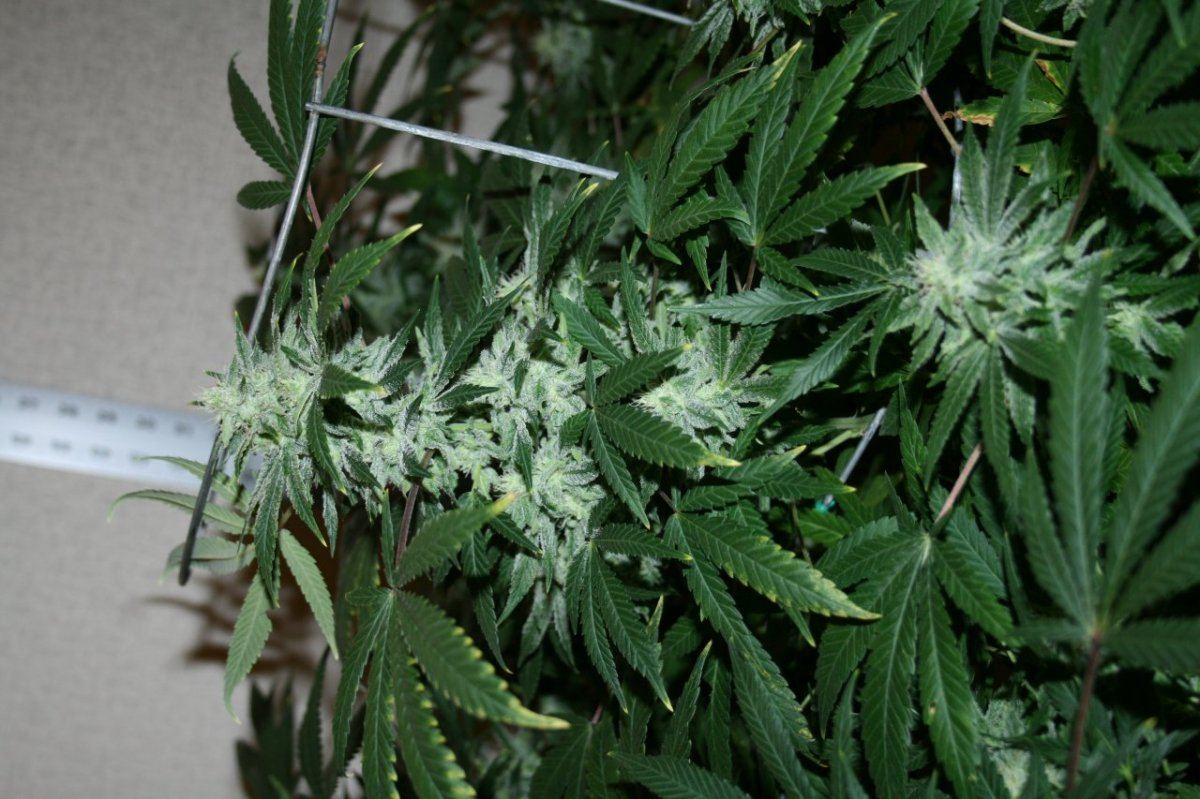 Twisted Fruit 3 006