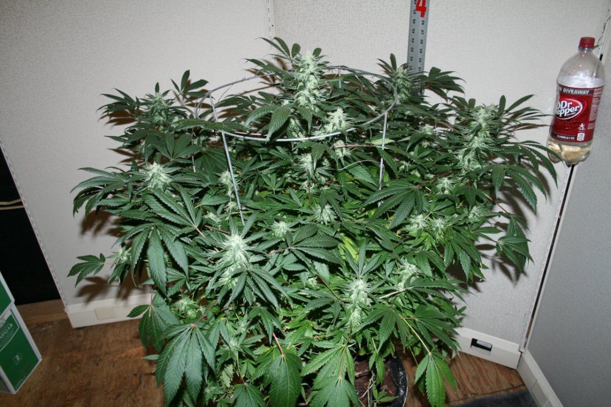 Twisted Fruit 5 005
