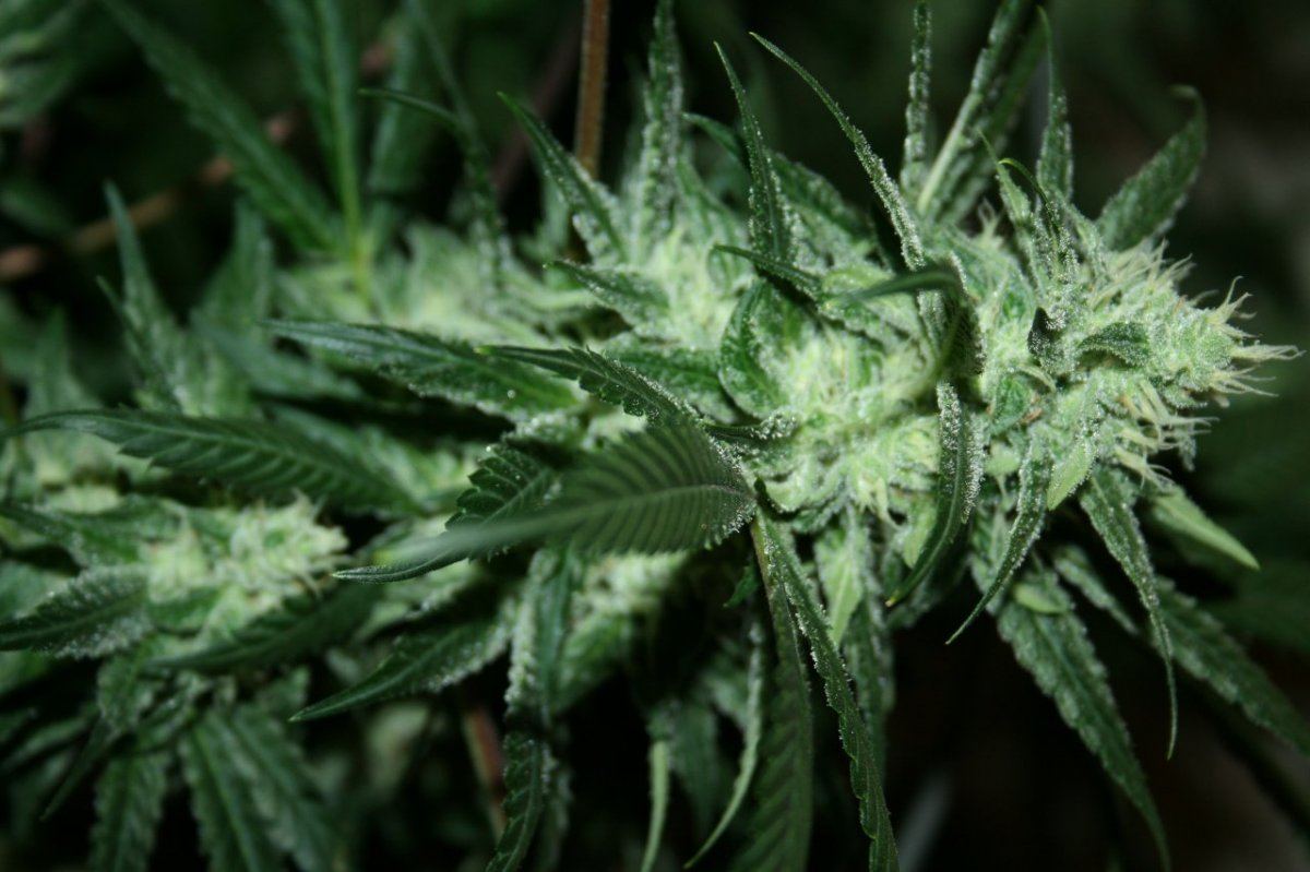 Twisted Fruit 5 006