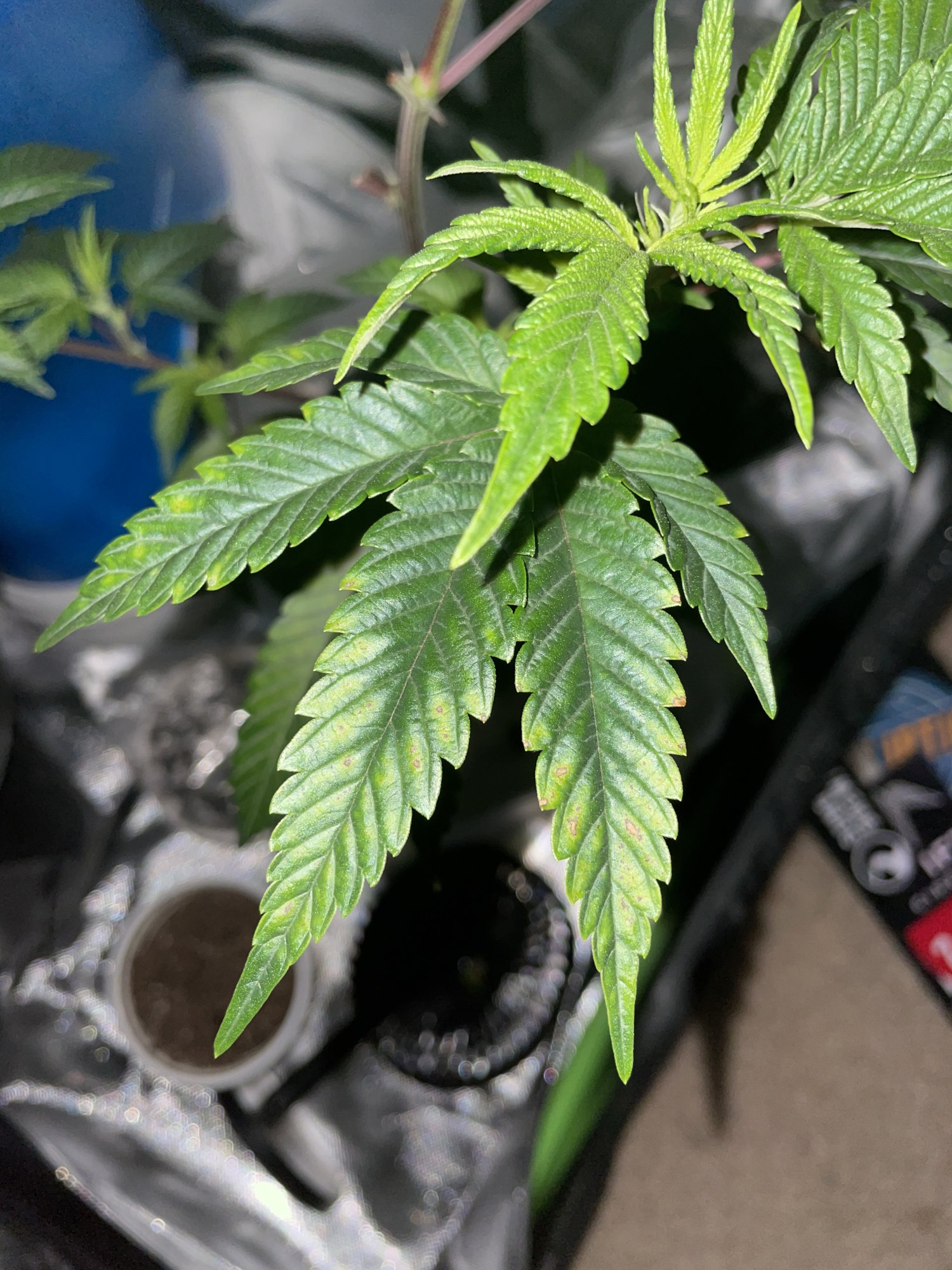 Twisted leaves and bronze spots