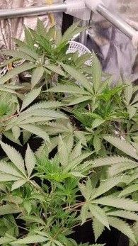Twisted new growth   reoccuring issue need help 62